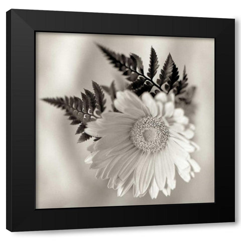 Florison - 60 Black Modern Wood Framed Art Print with Double Matting by Blaustein, Alan