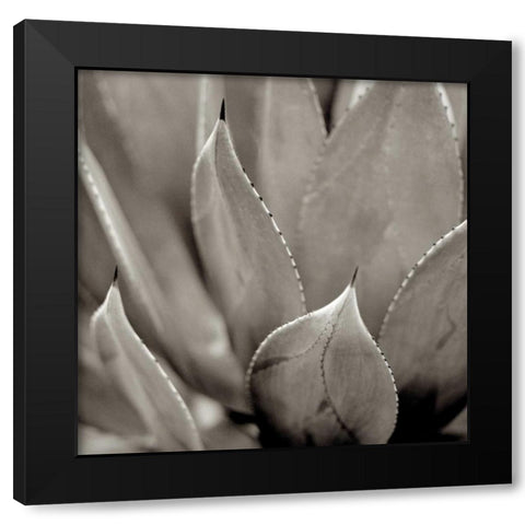 Florison - 49 Black Modern Wood Framed Art Print by Blaustein, Alan