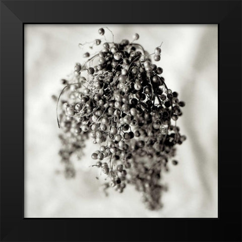 Florison - 38 Black Modern Wood Framed Art Print by Blaustein, Alan