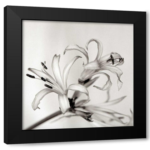 Florison - 34 Black Modern Wood Framed Art Print by Blaustein, Alan
