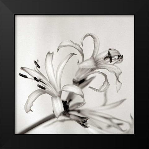 Florison - 34 Black Modern Wood Framed Art Print by Blaustein, Alan