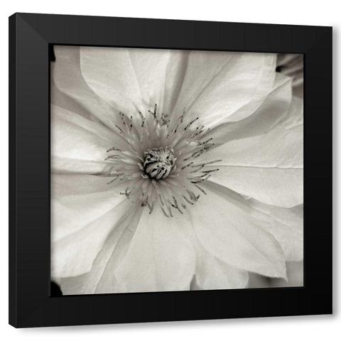 Florison - 32 Black Modern Wood Framed Art Print with Double Matting by Blaustein, Alan
