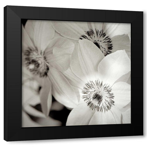 Florison - 31 Black Modern Wood Framed Art Print with Double Matting by Blaustein, Alan