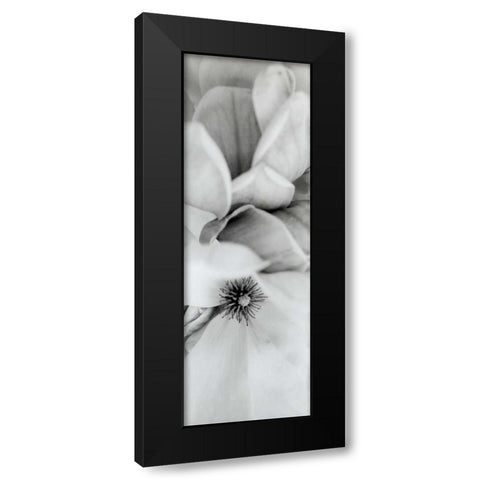 Magnolia - 2 Black Modern Wood Framed Art Print by Blaustein, Alan