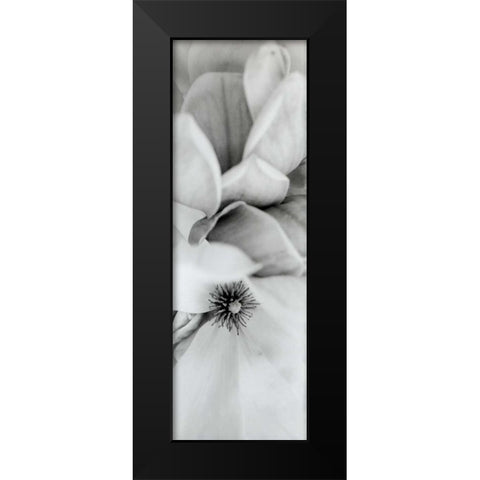 Magnolia - 2 Black Modern Wood Framed Art Print by Blaustein, Alan