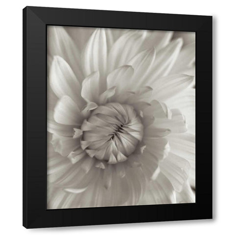 Florison - 24 Black Modern Wood Framed Art Print with Double Matting by Blaustein, Alan