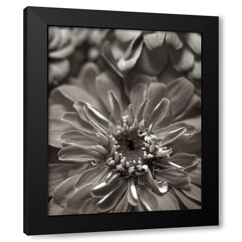 Florison - 17 Black Modern Wood Framed Art Print by Blaustein, Alan