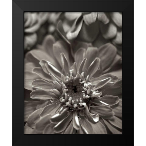 Florison - 17 Black Modern Wood Framed Art Print by Blaustein, Alan