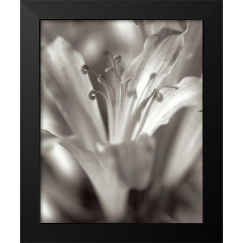 Florison - 14 Black Modern Wood Framed Art Print by Blaustein, Alan
