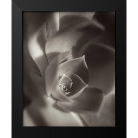 Florison - 11 Black Modern Wood Framed Art Print by Blaustein, Alan