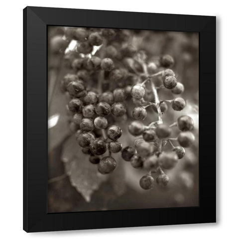 Florison - 9 Black Modern Wood Framed Art Print by Blaustein, Alan