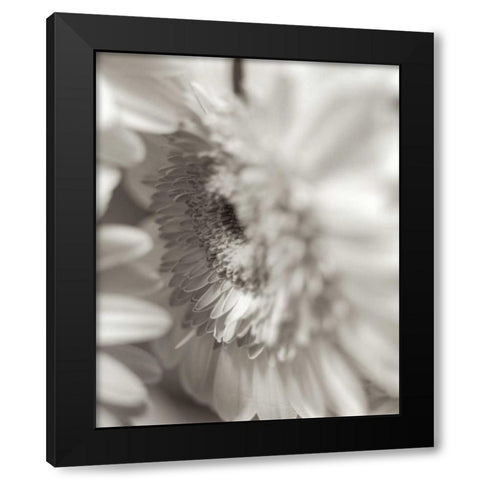 Florison - 4 Black Modern Wood Framed Art Print with Double Matting by Blaustein, Alan