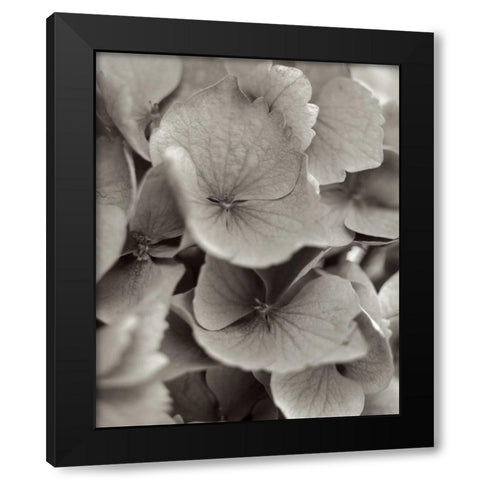 Florison - 1 Black Modern Wood Framed Art Print by Blaustein, Alan