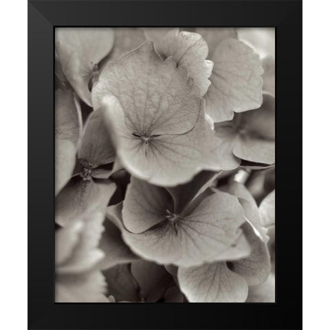 Florison - 1 Black Modern Wood Framed Art Print by Blaustein, Alan