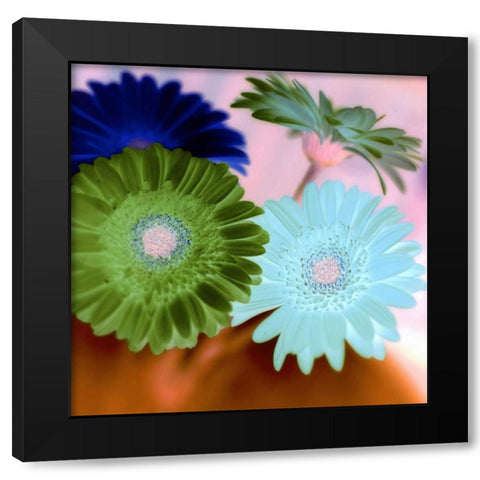 Floral Color - 2 Black Modern Wood Framed Art Print with Double Matting by Blaustein, Alan