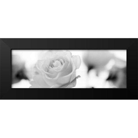 Florison - 102 Black Modern Wood Framed Art Print by Blaustein, Alan