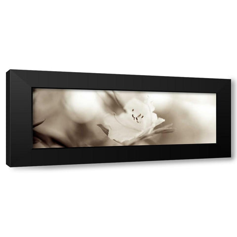 Florison - 104 Black Modern Wood Framed Art Print by Blaustein, Alan
