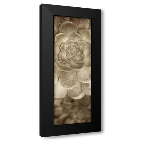 Florison - 91 Black Modern Wood Framed Art Print by Blaustein, Alan