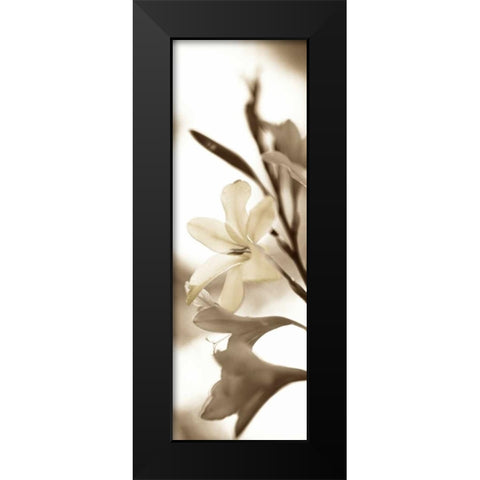 Florison - 76 Black Modern Wood Framed Art Print by Blaustein, Alan