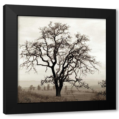 Sonoma Oak - 1 Black Modern Wood Framed Art Print with Double Matting by Blaustein, Alan