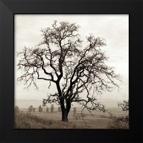 Sonoma Oak - 1 Black Modern Wood Framed Art Print by Blaustein, Alan