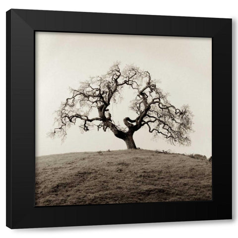 Sonoma Oak - 2 Black Modern Wood Framed Art Print by Blaustein, Alan