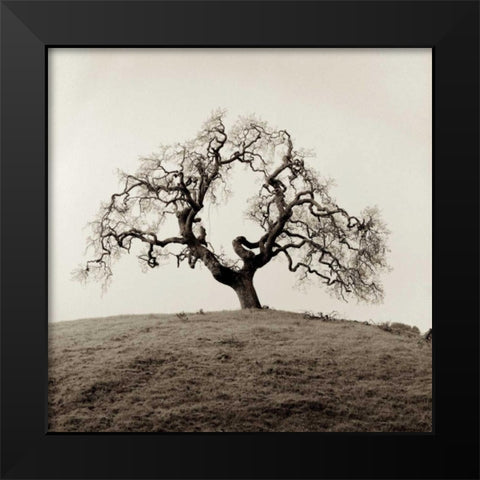 Sonoma Oak - 2 Black Modern Wood Framed Art Print by Blaustein, Alan