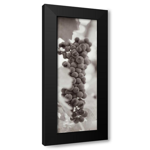 Grapes Pano - 2 Black Modern Wood Framed Art Print with Double Matting by Blaustein, Alan