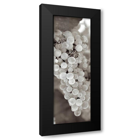 Grapes Pano - 13 Black Modern Wood Framed Art Print by Blaustein, Alan