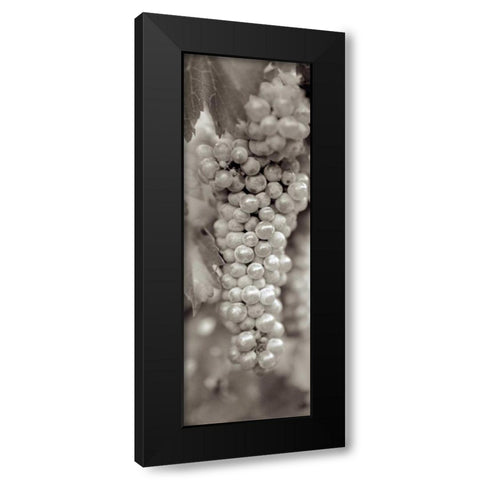 Grapes Pano - 18 Black Modern Wood Framed Art Print by Blaustein, Alan