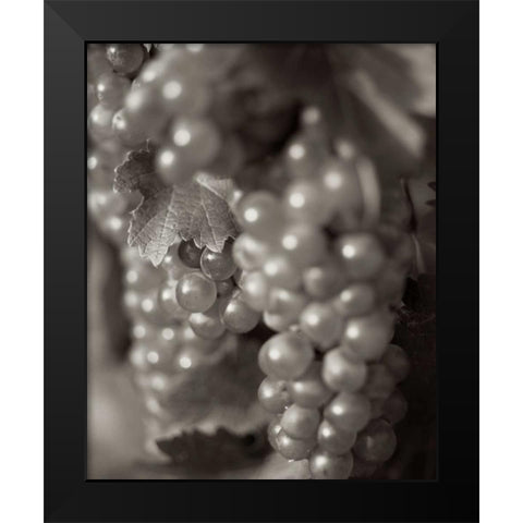 Grapes - 19 Black Modern Wood Framed Art Print by Blaustein, Alan