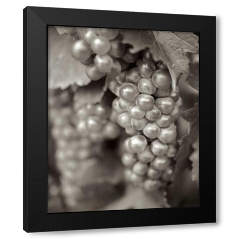 Grapes - 20 Black Modern Wood Framed Art Print by Blaustein, Alan