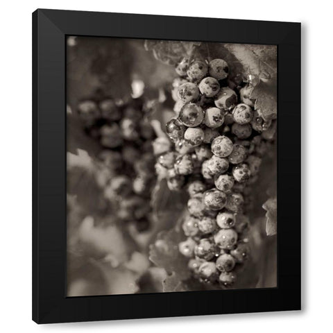 Grapes - 24 Black Modern Wood Framed Art Print by Blaustein, Alan