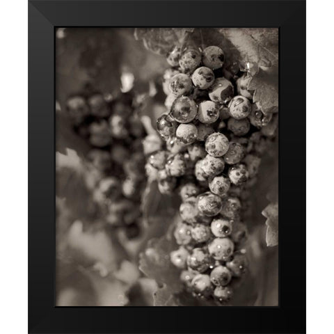 Grapes - 24 Black Modern Wood Framed Art Print by Blaustein, Alan