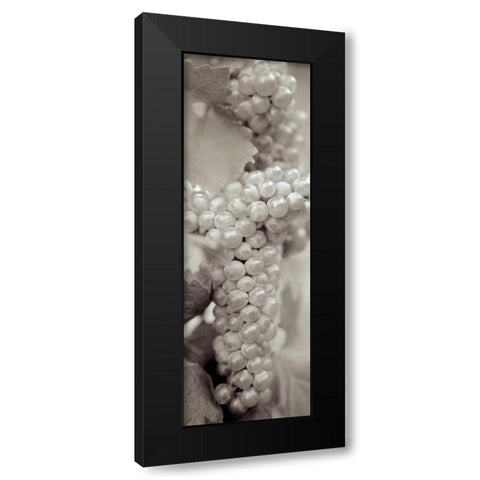 Grapes Pano - 7 Black Modern Wood Framed Art Print with Double Matting by Blaustein, Alan