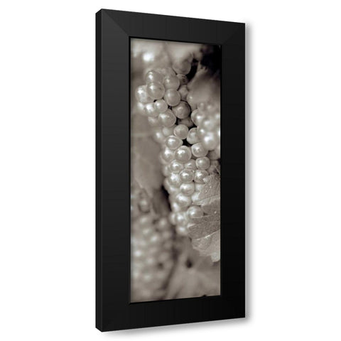 Grapes Pano - 11 Black Modern Wood Framed Art Print with Double Matting by Blaustein, Alan