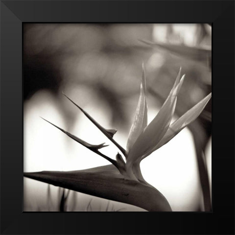 Florison - 29 Black Modern Wood Framed Art Print by Blaustein, Alan