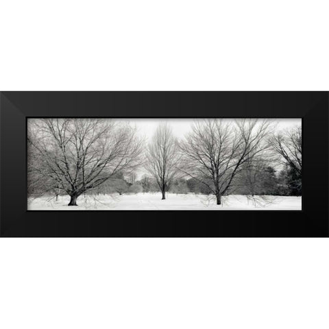 Winter Garden - 1 Black Modern Wood Framed Art Print by Blaustein, Alan