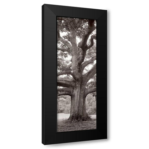 Hampton Field Tree - 2 Black Modern Wood Framed Art Print by Blaustein, Alan