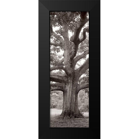 Hampton Field Tree - 2 Black Modern Wood Framed Art Print by Blaustein, Alan