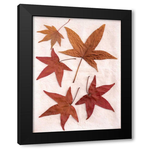 Floral - 24 Black Modern Wood Framed Art Print with Double Matting by Blaustein, Alan