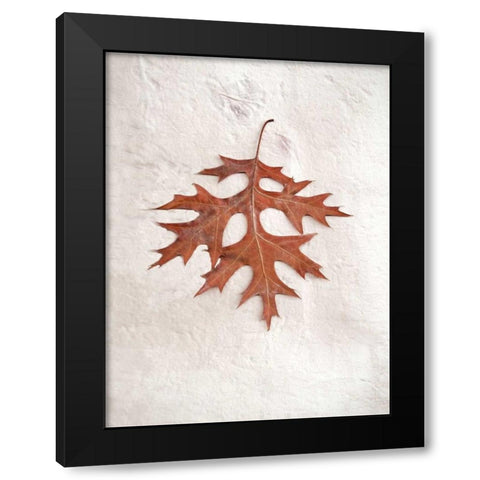Floral - 27 Black Modern Wood Framed Art Print by Blaustein, Alan