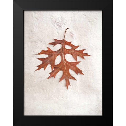 Floral - 27 Black Modern Wood Framed Art Print by Blaustein, Alan
