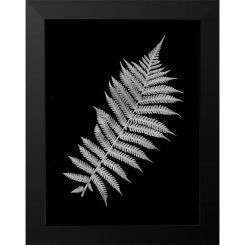 Floral B-W - 18 Black Modern Wood Framed Art Print by Blaustein, Alan