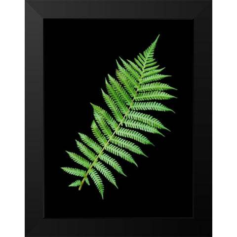 Floral Color - 18 Black Modern Wood Framed Art Print by Blaustein, Alan