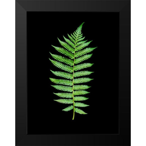Floral Color - 19 Black Modern Wood Framed Art Print by Blaustein, Alan
