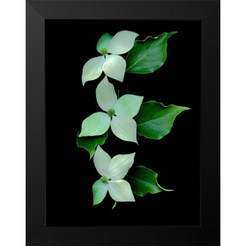 Floral Color - 20 Black Modern Wood Framed Art Print by Blaustein, Alan