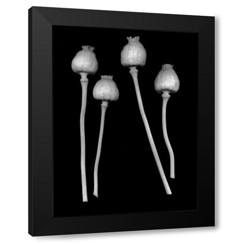 Floral B-W - 21 Black Modern Wood Framed Art Print by Blaustein, Alan