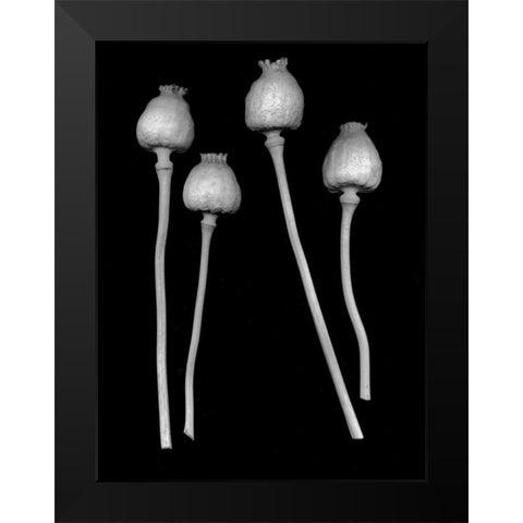 Floral B-W - 21 Black Modern Wood Framed Art Print by Blaustein, Alan
