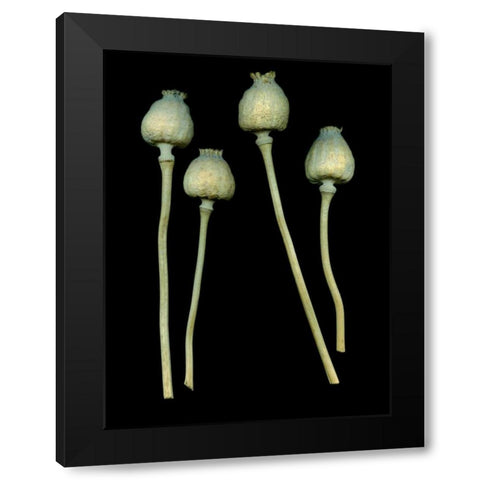 Floral Color - 21 Black Modern Wood Framed Art Print with Double Matting by Blaustein, Alan